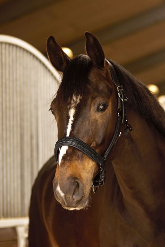 KLNeville Leather Halter
