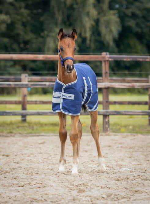 Hovedbilde Foal Turnout 50g